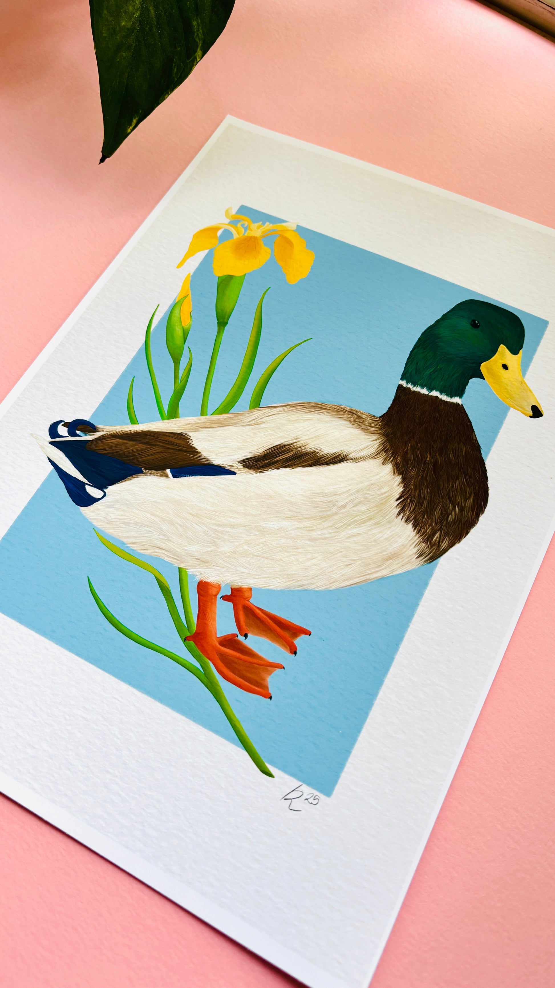 Mallard Duck and Iris British Wildlife Art Print