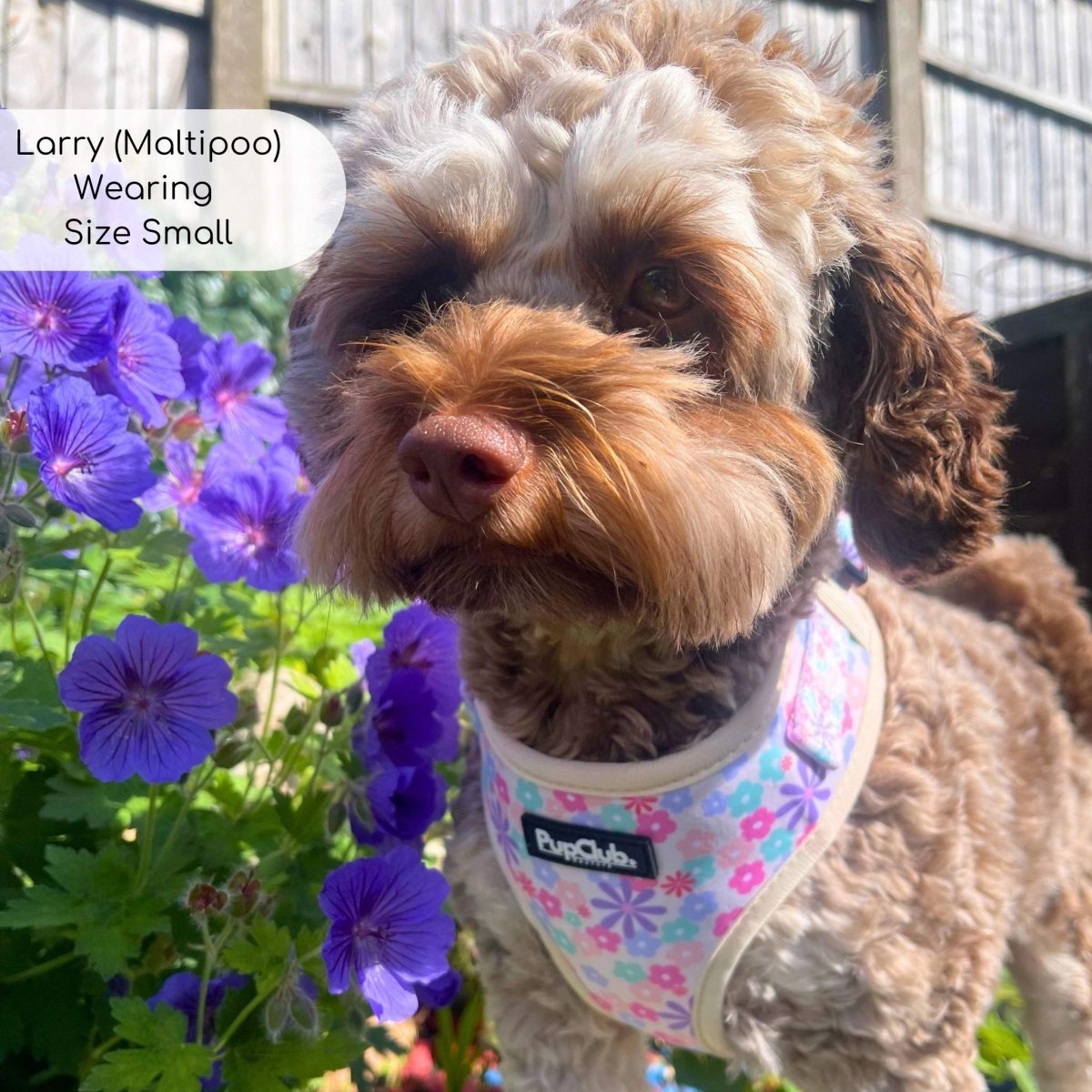 Pretty Petals Adjustable Dog Harness