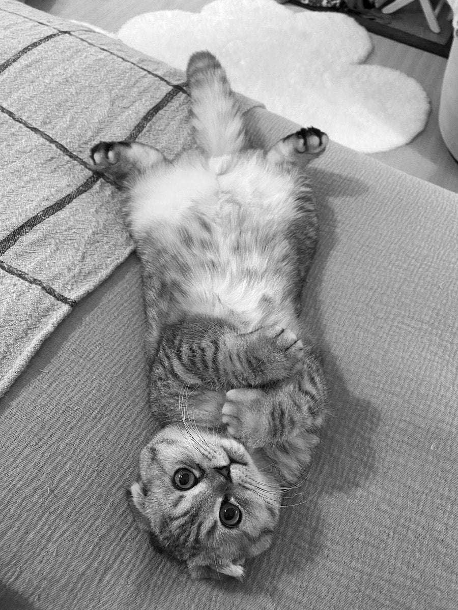 Confessions of Claudia Schiffer's Cat