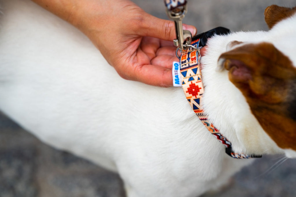 Boho Collection Dog Collar - Durable, Adjustable & Colorfully Stylish by Matteo at www.brixbailey.com