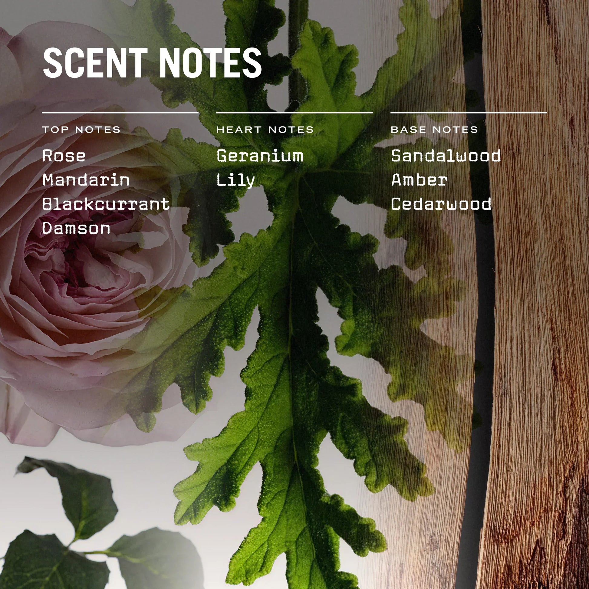 Medina Rose 250g Scented Candle