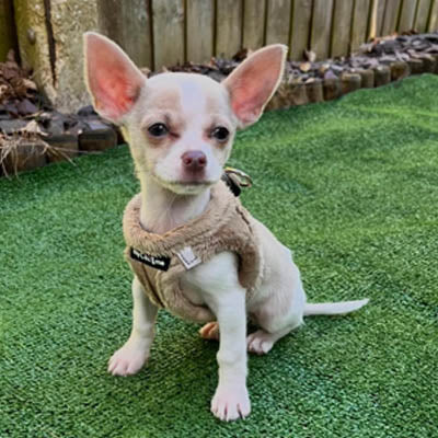 Step In Soft Touch Suede Faux Fur Lined Puppy and Small Dog Harness Caramel