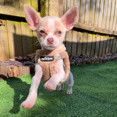 Step In Soft Touch Suede Faux Fur Lined Puppy and Small Dog Harness Caramel