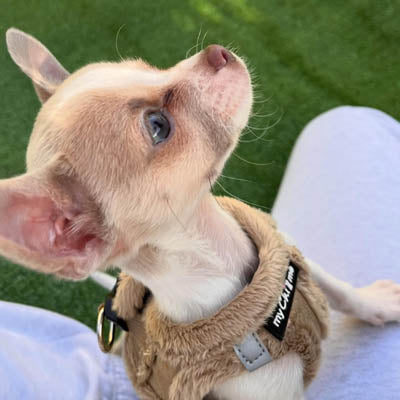 Step In Soft Touch Suede Faux Fur Lined Puppy and Small Dog Harness Caramel