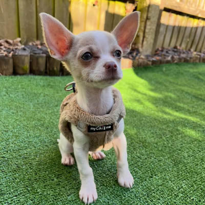 Step In Soft Touch Suede Faux Fur Lined Puppy and Small Dog Harness Caramel