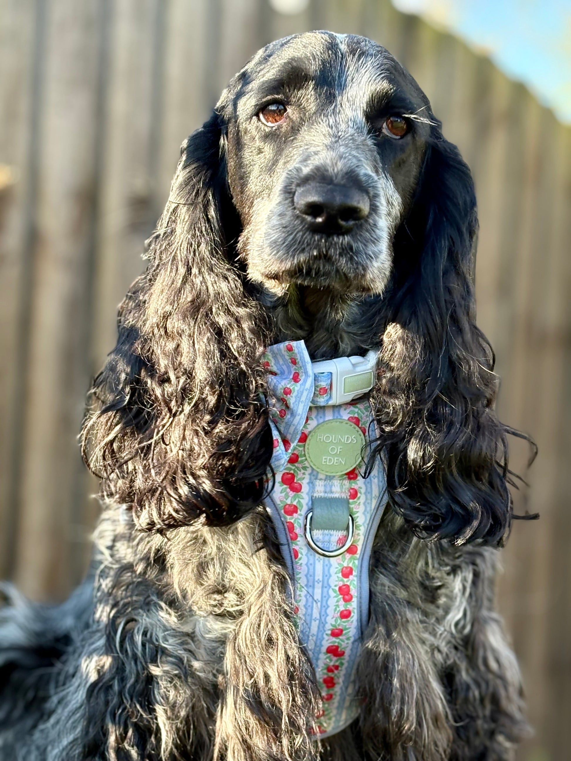 Supaw Strong Dog Harness XS to XL