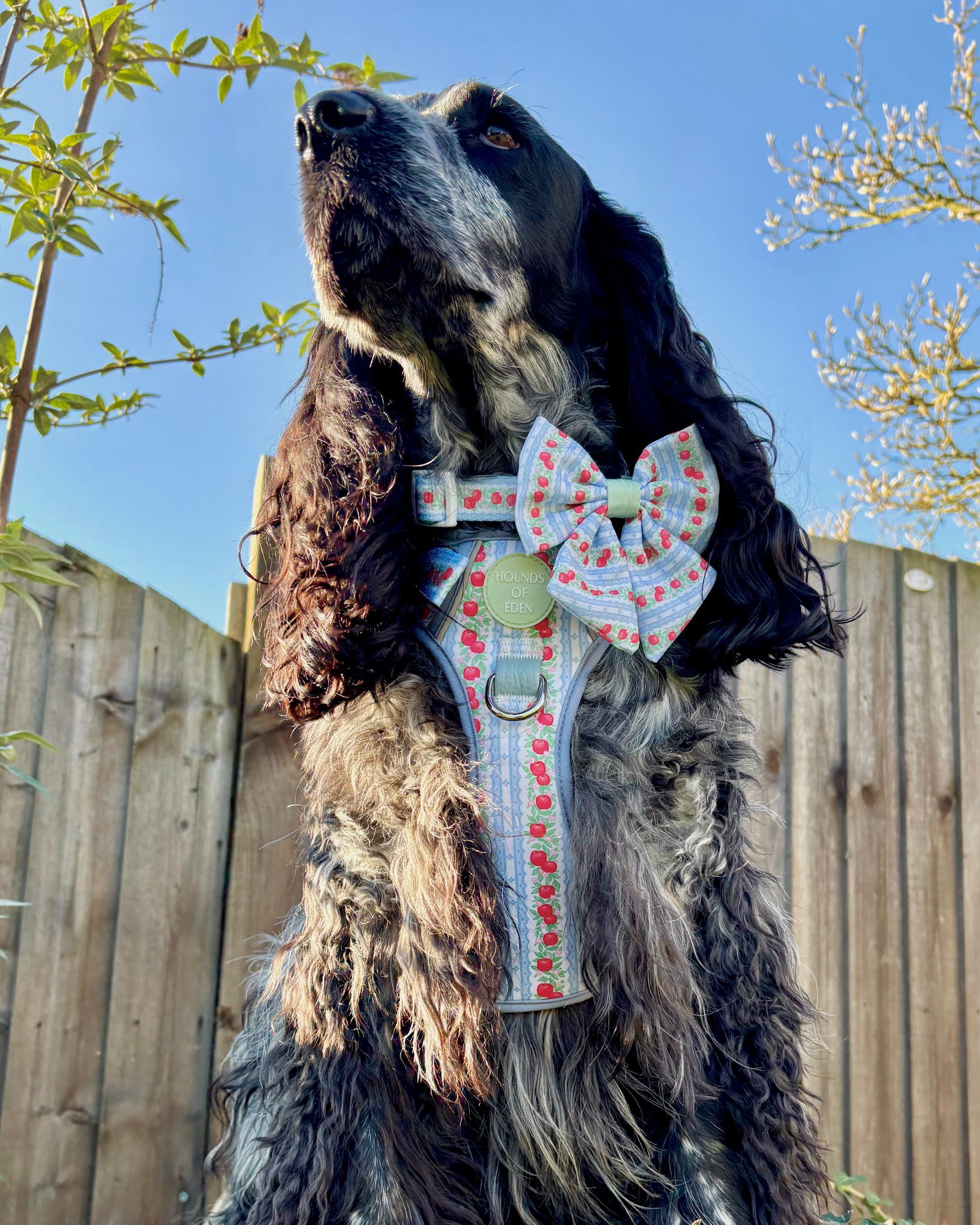 Supaw Strong Dog Harness XS to XL