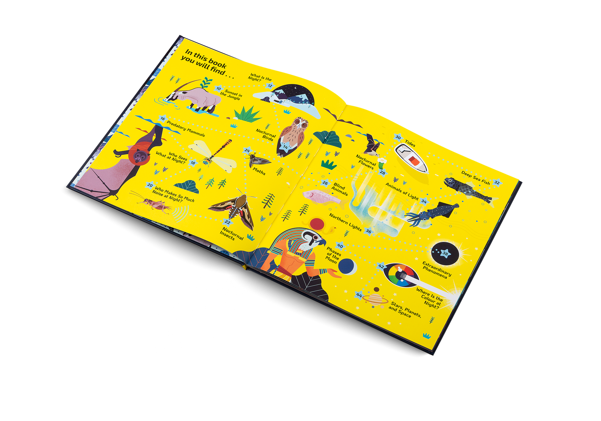 Nocturnal Animals After Dark