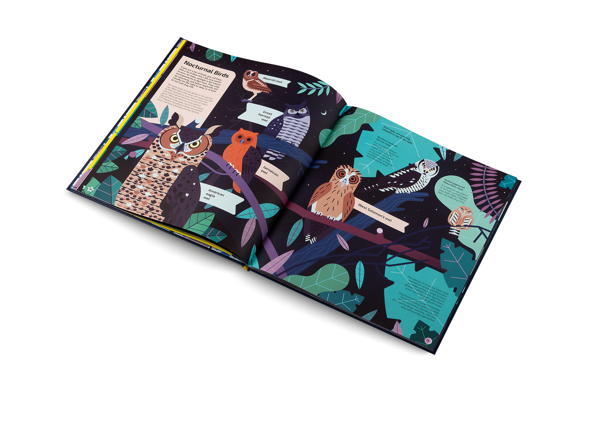 Nocturnal Animals After Dark