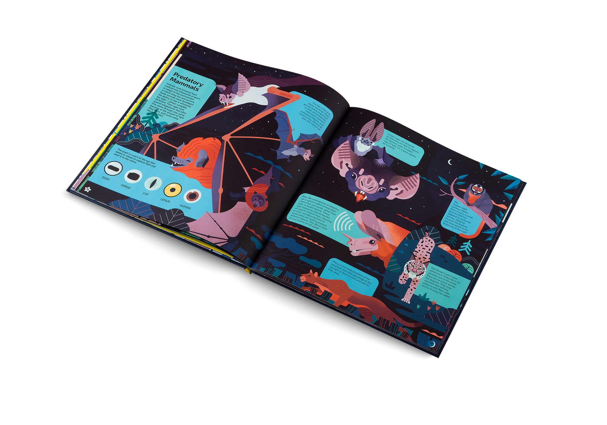 Nocturnal Animals After Dark