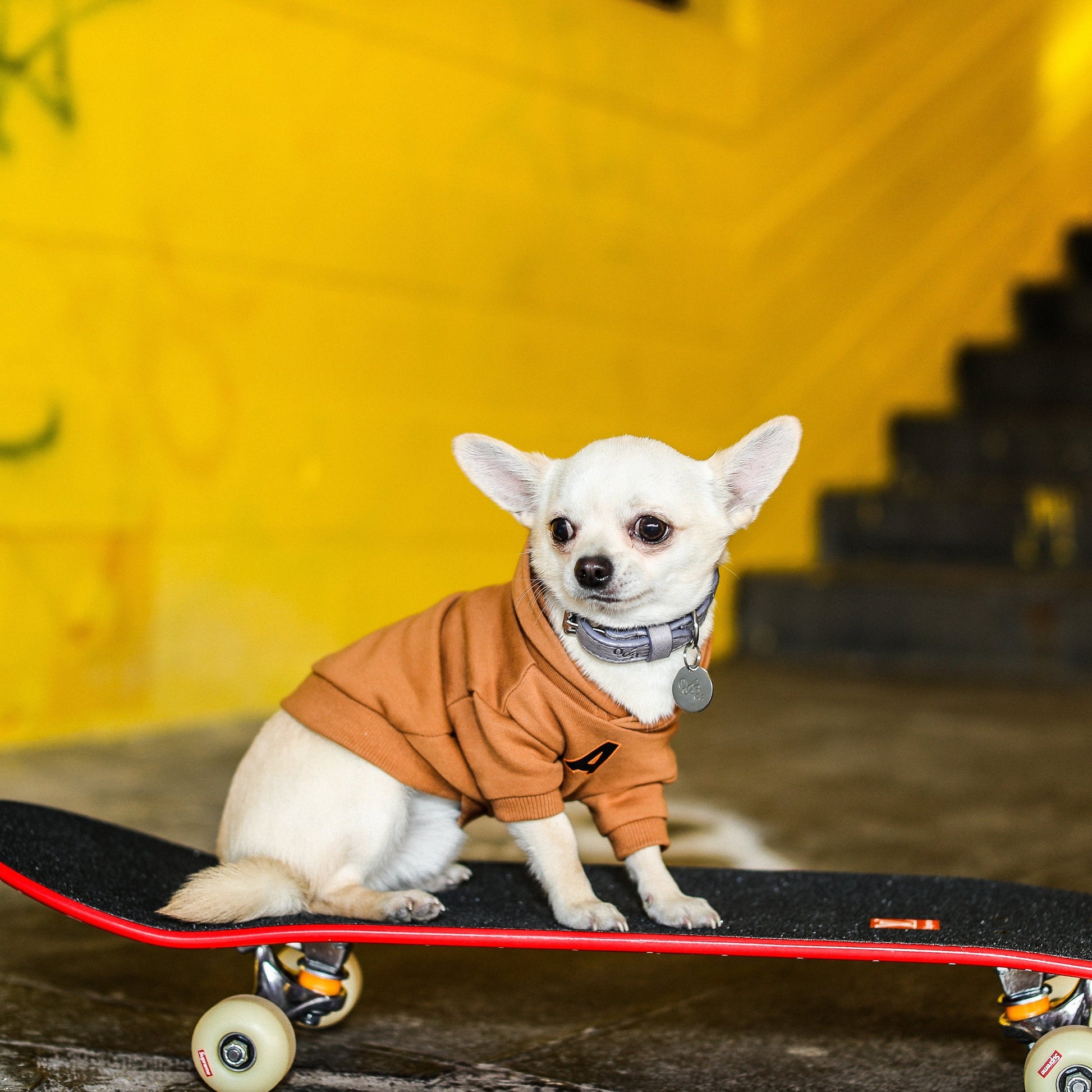 A Print Hoodie in Baby Blue or Brown