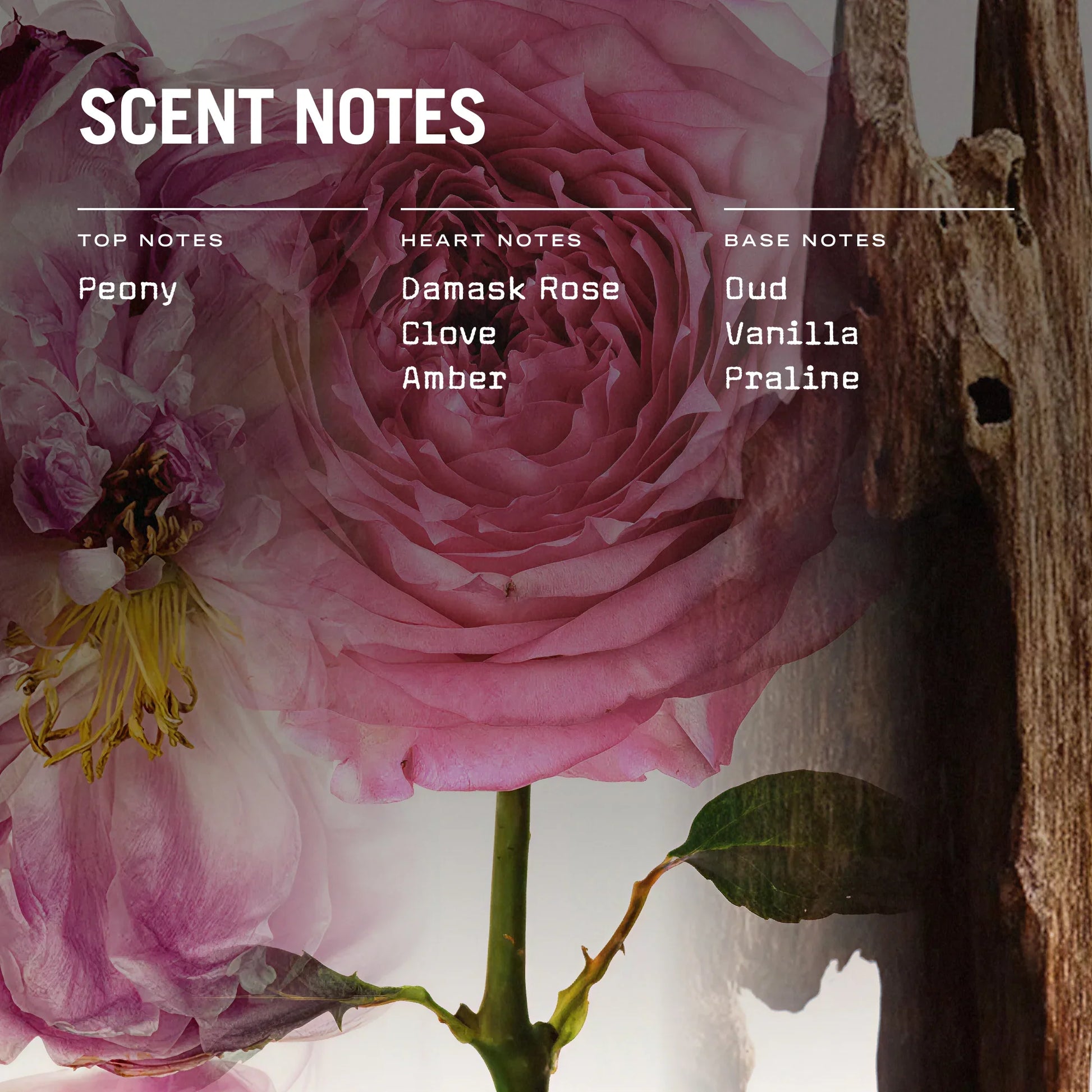 Oud Fortune 250g Scented Candle Refill