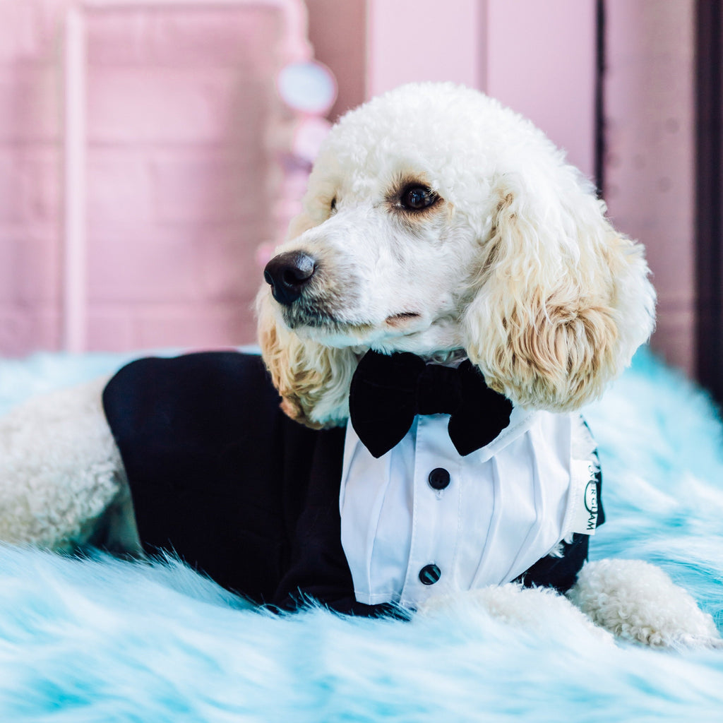 White Formal Collar with Bow Tie
