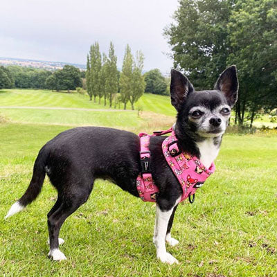 Signature Pink Chihuahua Print Small Dog Harness