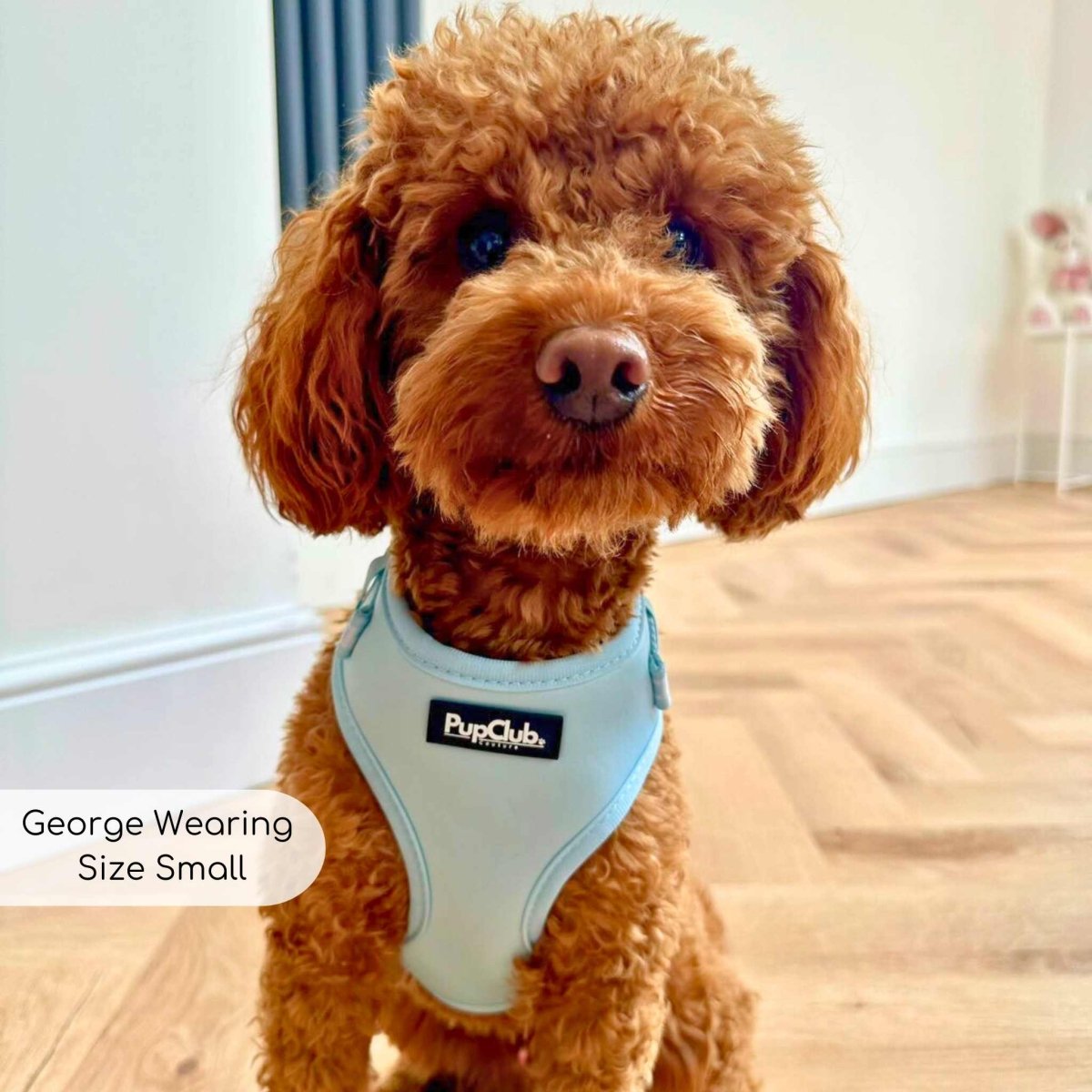 Pastel Blue Adjustable Dog Harness