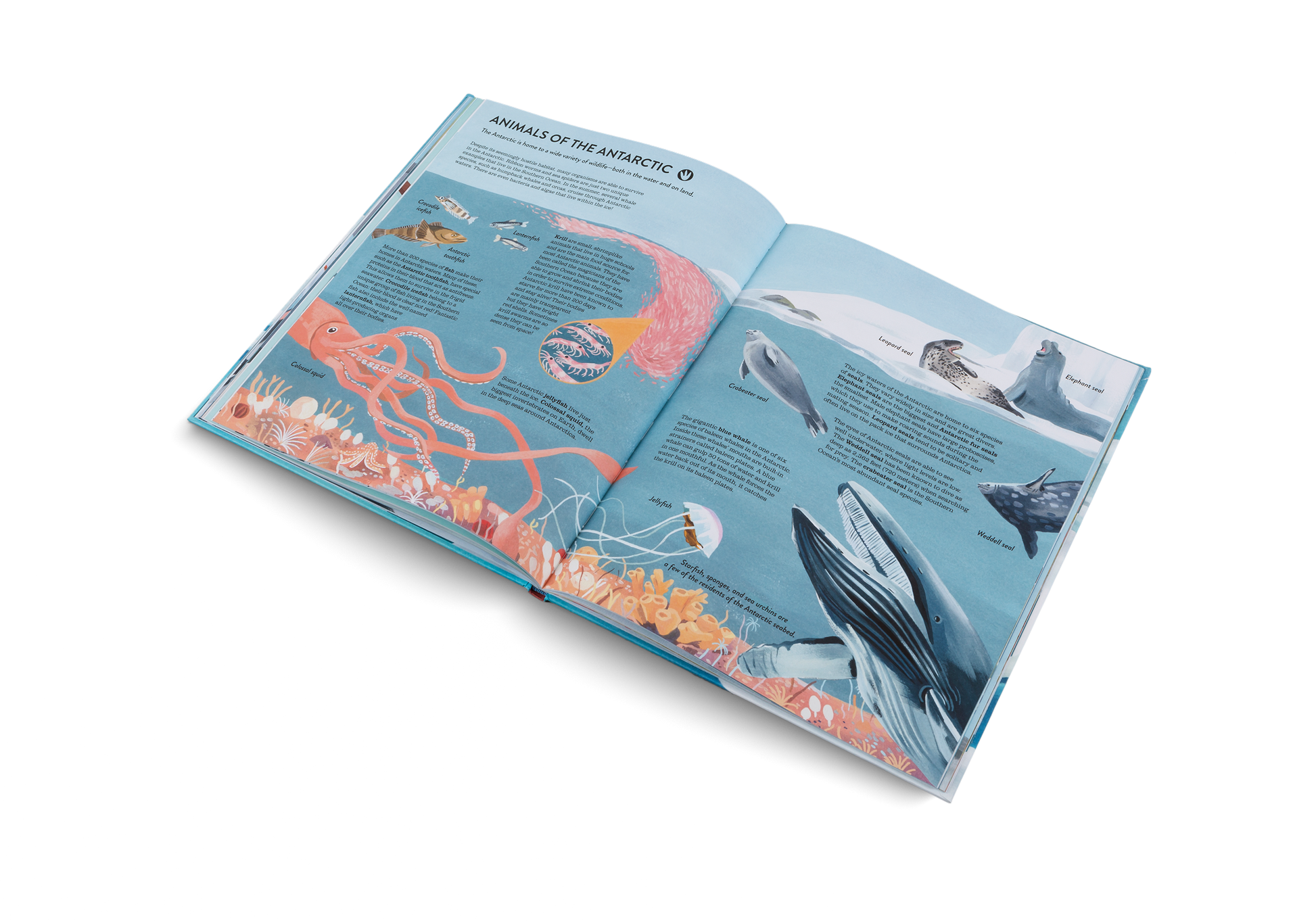 Penguins and Polar Bears Arctic Antarctic Guide