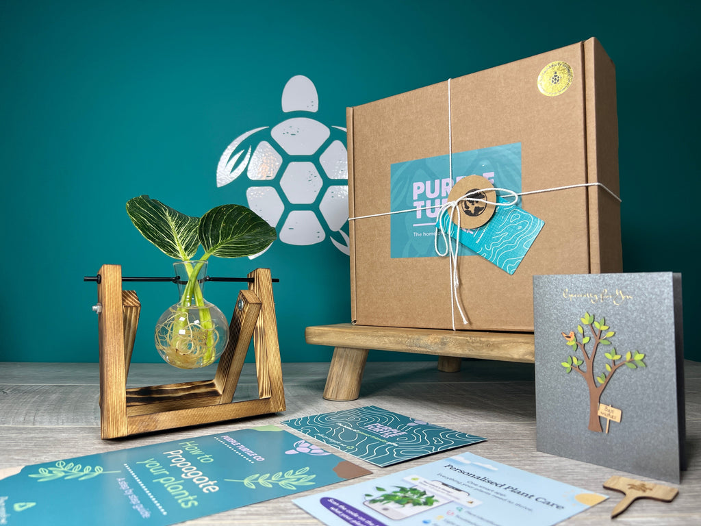 Plant Propagation Gift Set for Home Growing