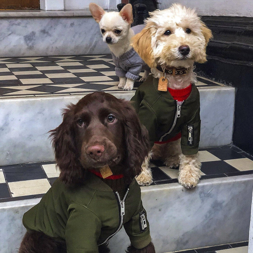 Zipped Bomber Jacket in Green