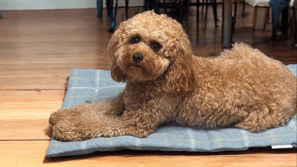 Foldable Travel Bed for Dogs
