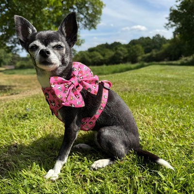 Signature Pink Sailor Bow for Chihuahuas and Small Dogs