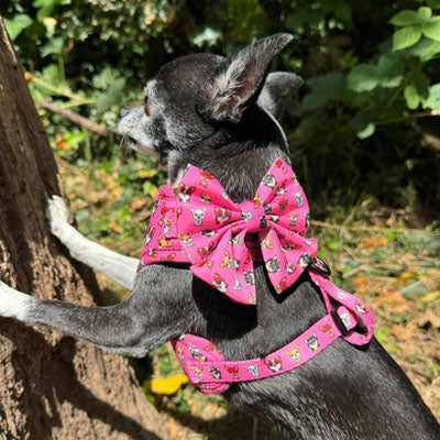 Signature Pink Sailor Bow for Chihuahuas and Small Dogs