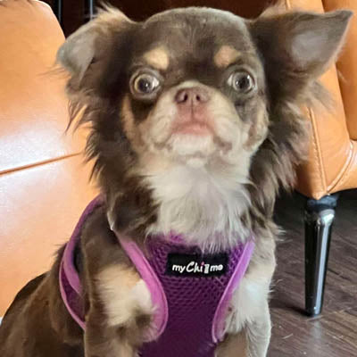 Step In Air Mesh Puppy and Small Dog Harness in Purple