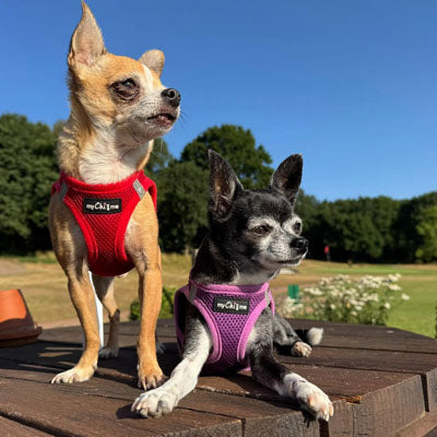 Step In Air Mesh Harness for Puppies and Small Dogs Red