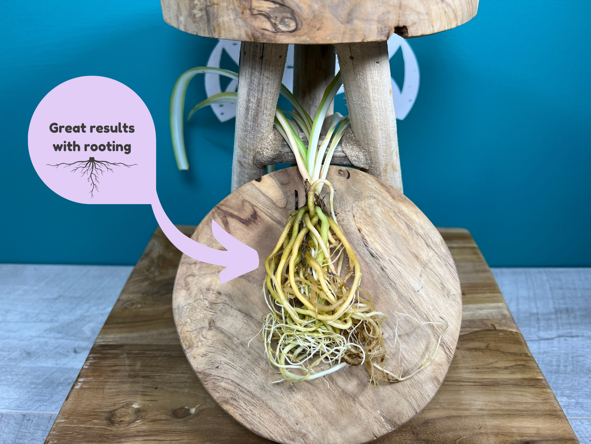 Plant Propagation Gift Set for Indoor Gardeners