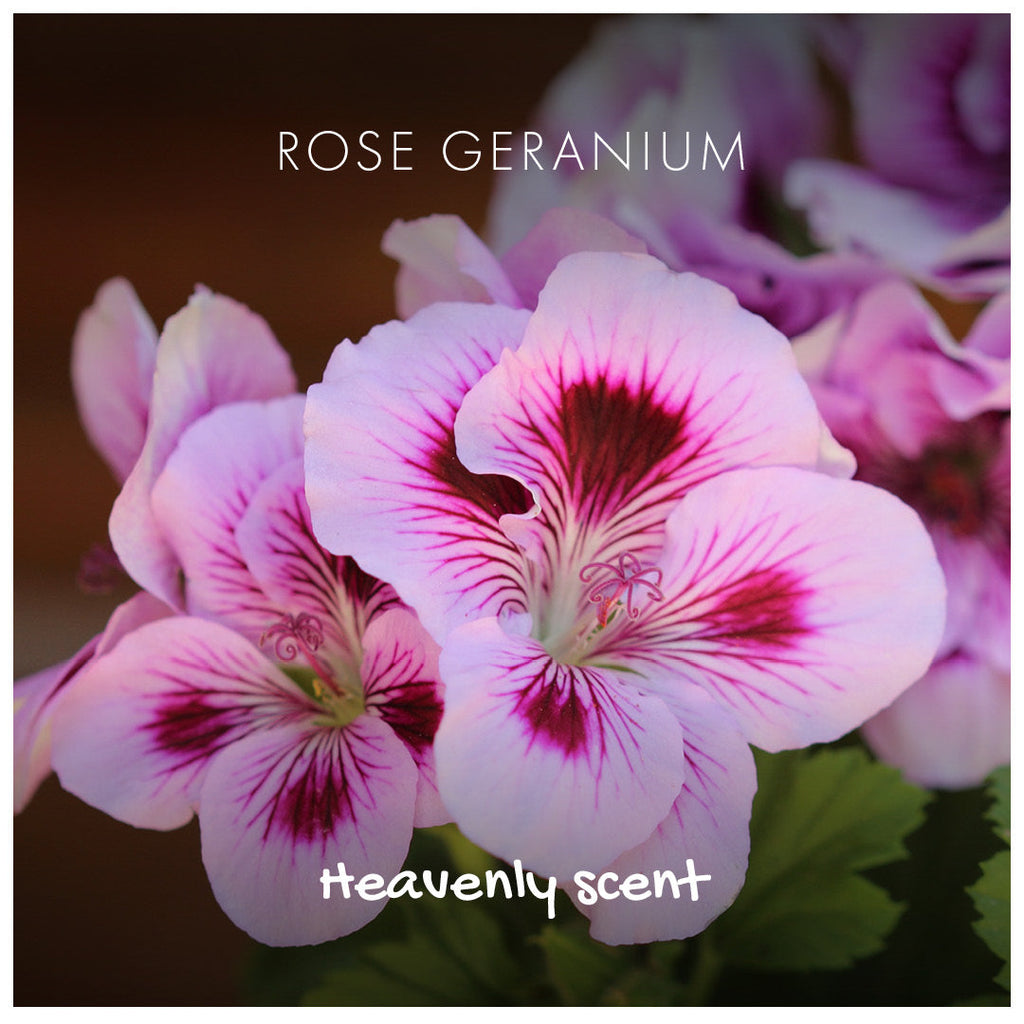 Rose Geranium Natural Soap Bar