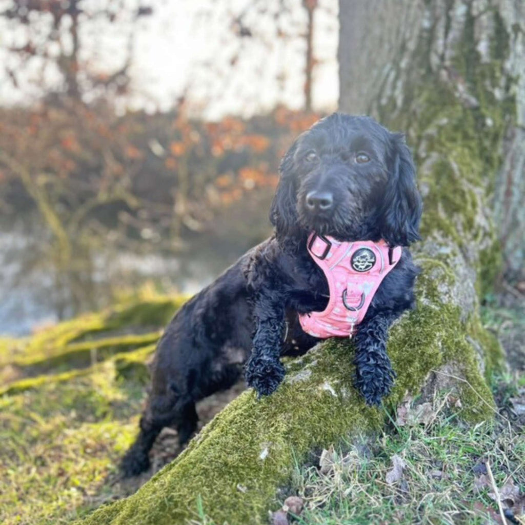 Rugged Rover Harness Peachy Hearts