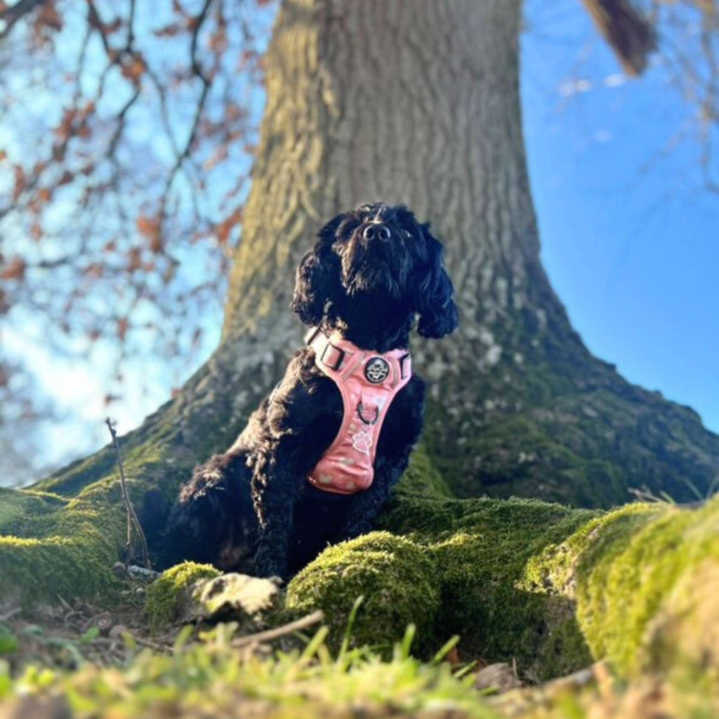 Rugged Rover Harness Peachy Hearts