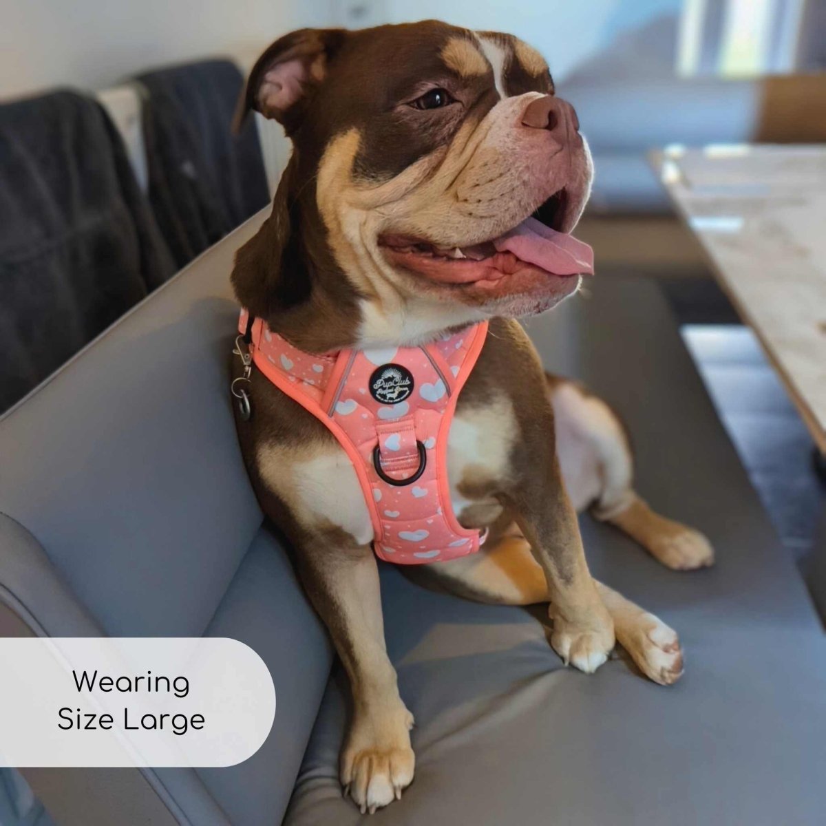 Rugged Rover Harness Peachy Hearts