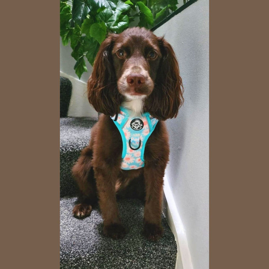 Pastel Daisy No Pull Dog Harness