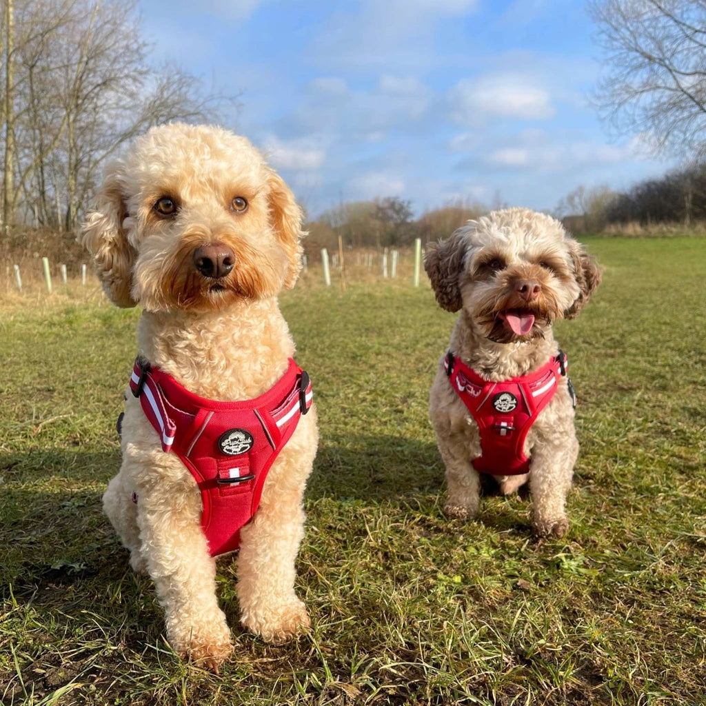 Berry Red Rugged Rover Dog Harness No Pull