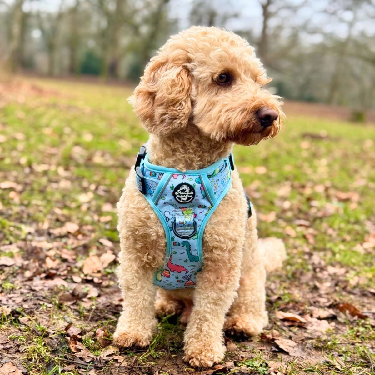 Dinosaur Party No Pull Dog Harness