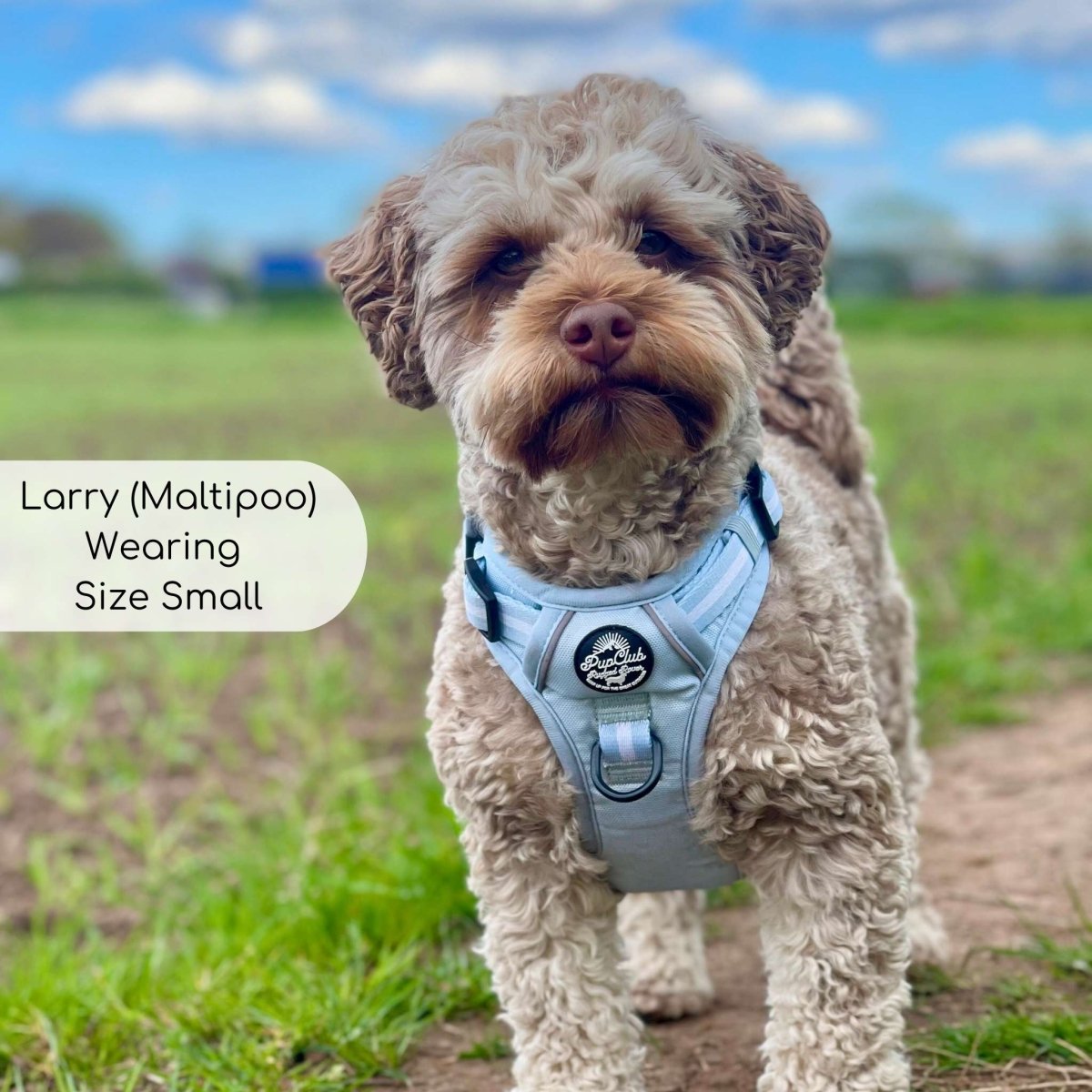 Pastel Blue Rugged Rover Dog Harness