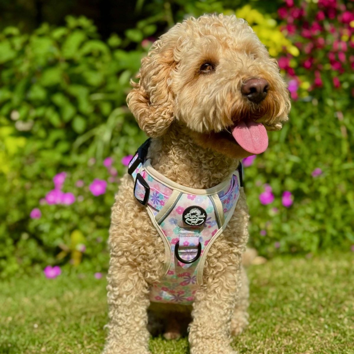 Pretty Petals No Pull Dog Harness