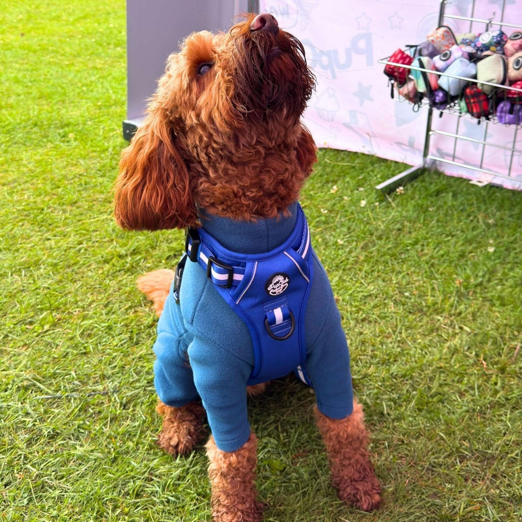 Royal Blue Rugged Rover No Pull Dog Harness