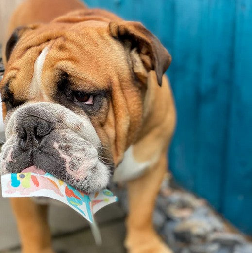 Heartbeat Christmas Dog Edible Card Chicken Flavour