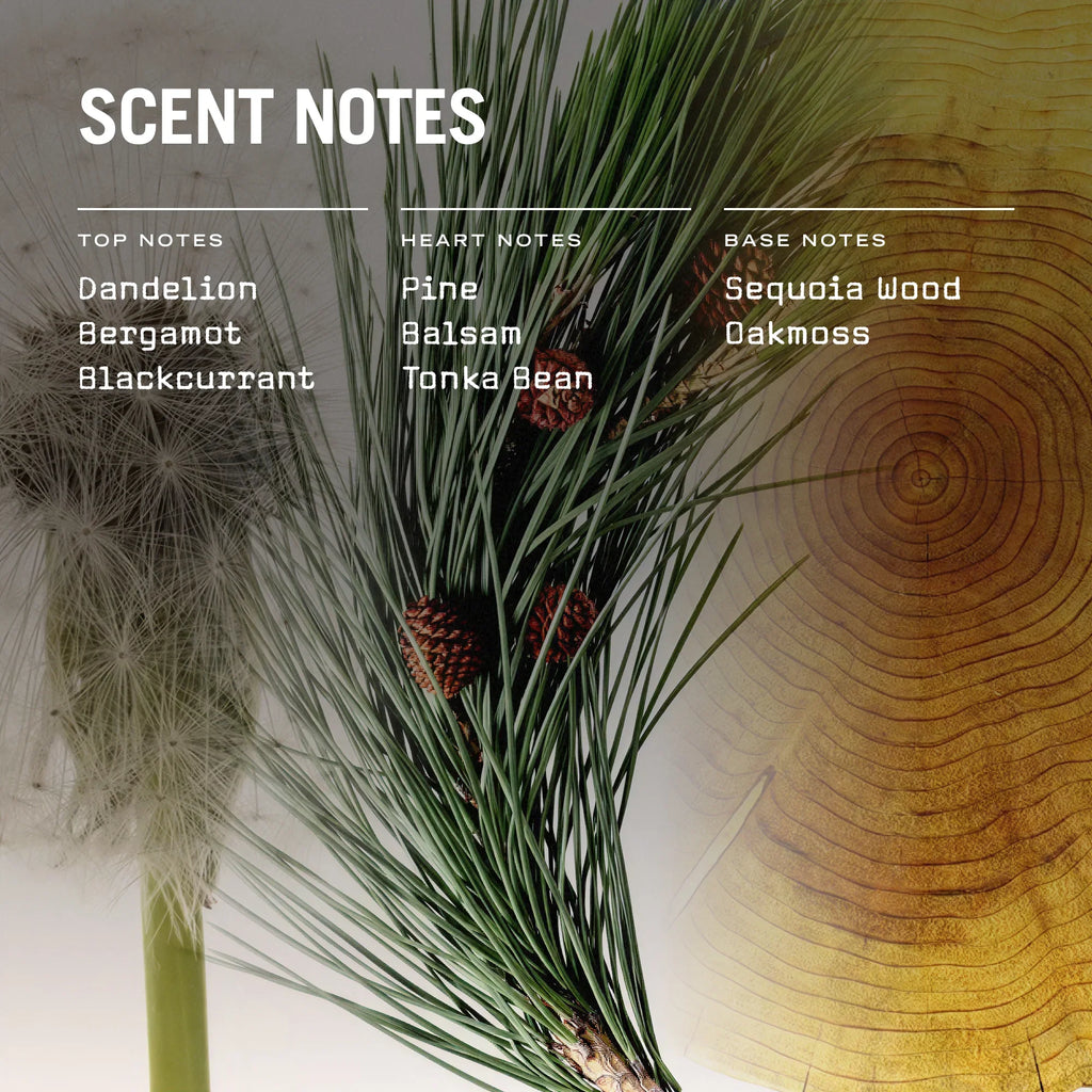 Sequoia 100ml Reed Diffuser
