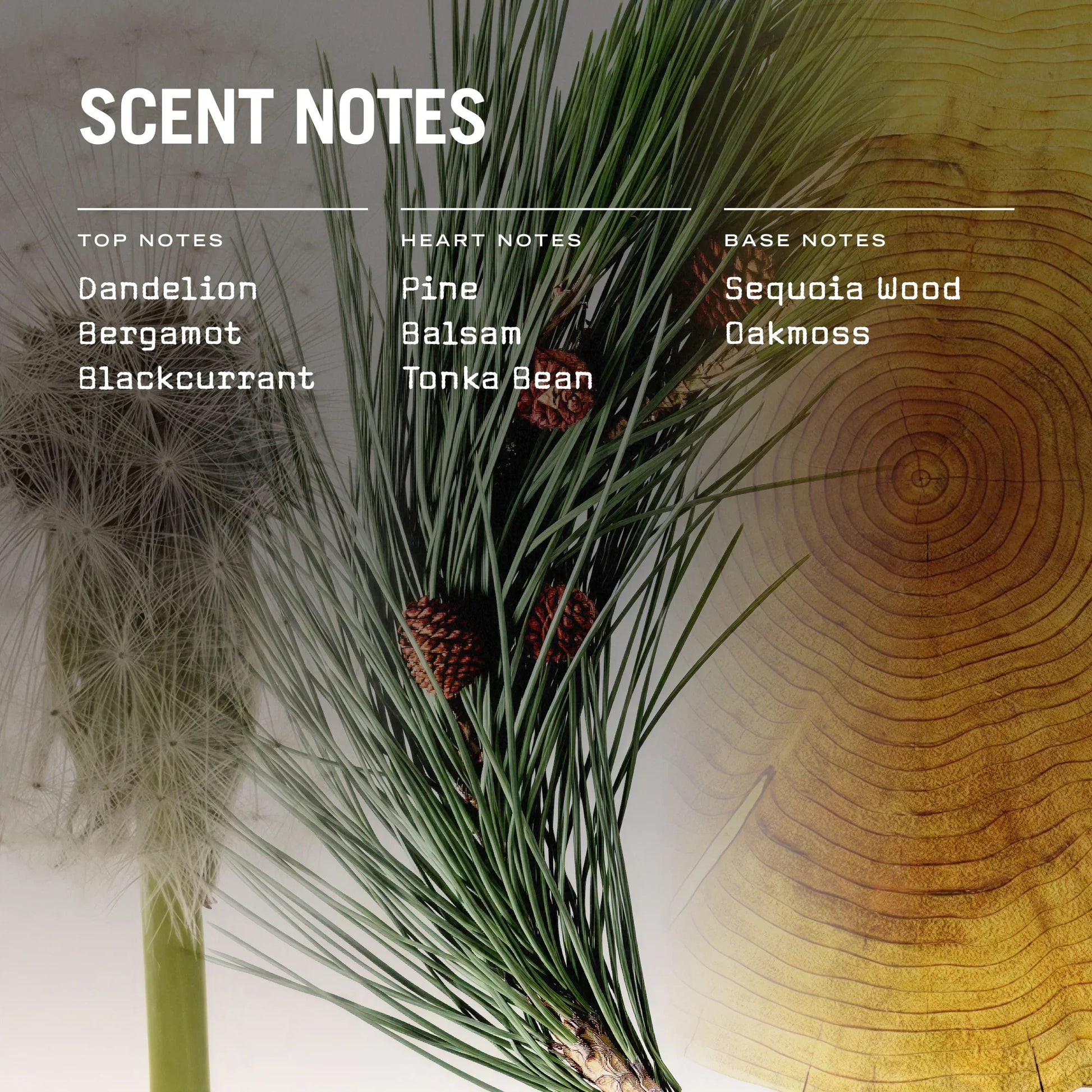 Sequoia 100ml Reed Diffuser