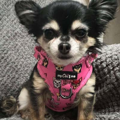 Signature Pink Chihuahua Print Small Dog Harness