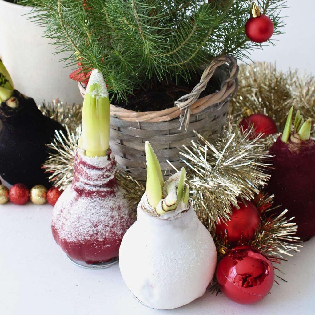 Wax Snow Mix Amaryllis Flower Bulb Red