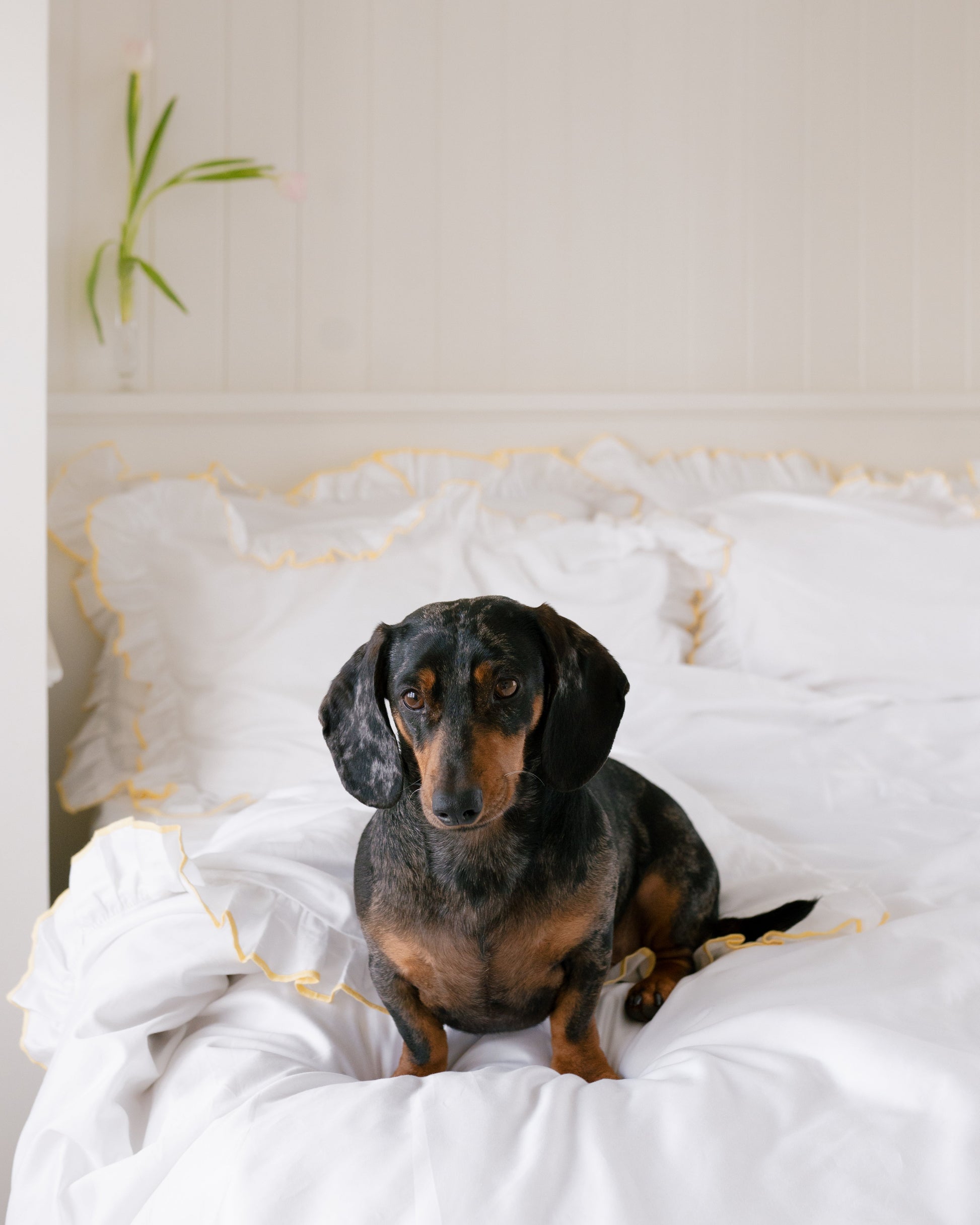 Provence Butter Pillowcase Pair