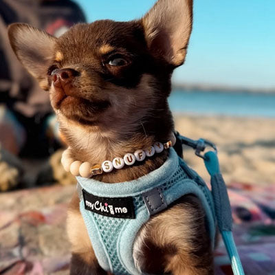 Tiny Trails Step In Air Mesh Puppy and Small Dog Harness Baby Blue