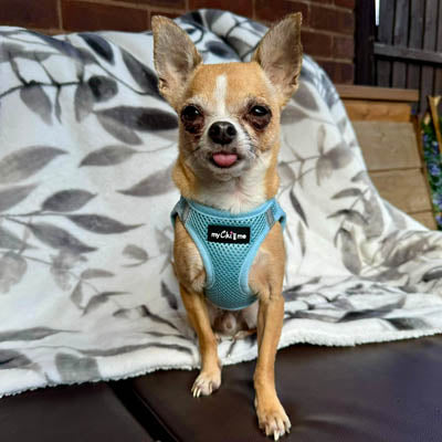 Tiny Trails Step In Air Mesh Puppy and Small Dog Harness Baby Blue