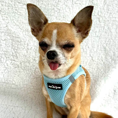 Tiny Trails Step In Air Mesh Puppy and Small Dog Harness Baby Blue