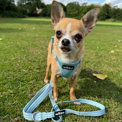 Reflective Baby Blue Webbing Lead 15mm for Small Dogs