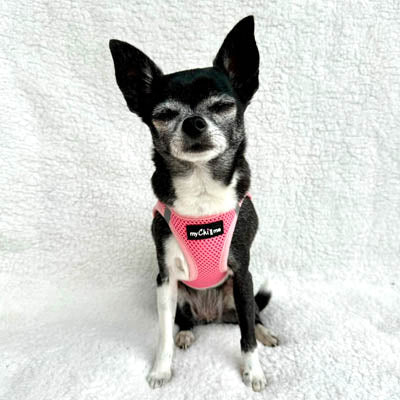 Tiny Trails Step In Air Mesh Puppy and Small Dog Harness in Pink