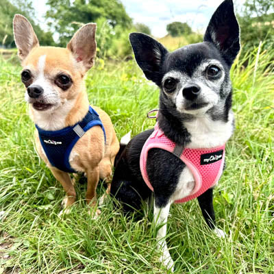 Tiny Trails Step In Air Mesh Puppy and Small Dog Harness in Pink